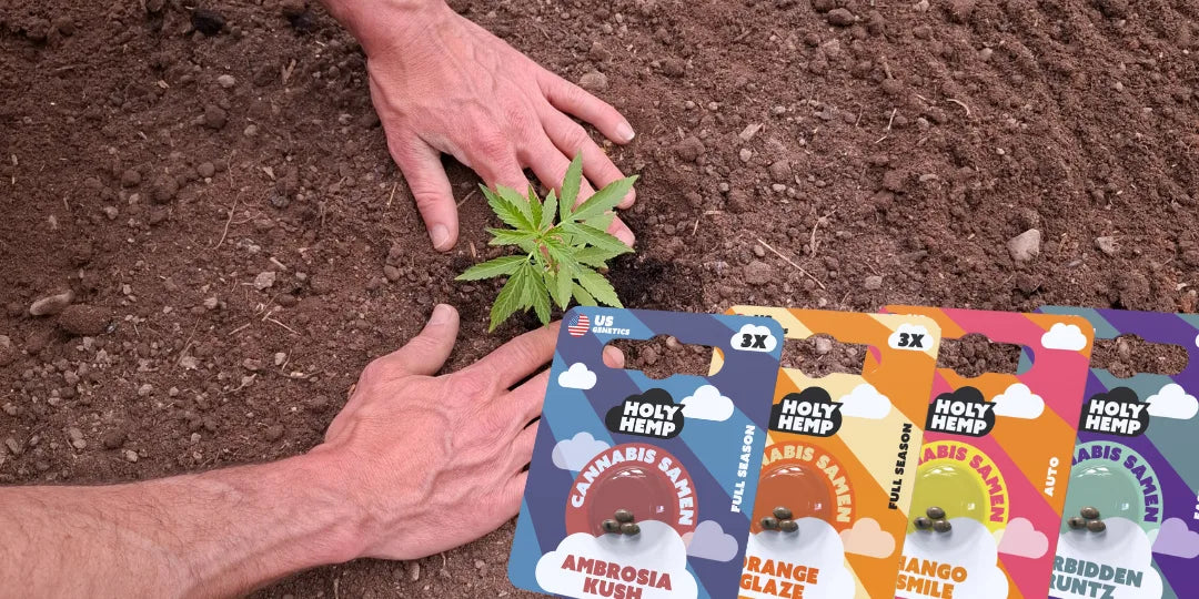 Feminisierte Cannabis Samen kaufen