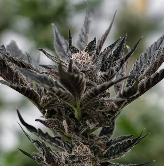 Forbidden Runtz Fast Flowering – auffällige dunkelviolette bis schwarze Blüte mit weißen Trichomen im Outdoor-Anbau