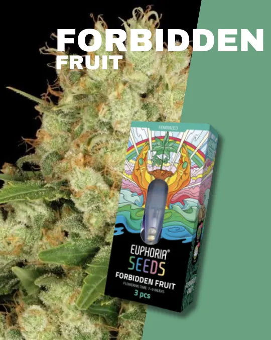 Euphoria Forbidden Fruit feminisierte Cannabissamen (Indica 75% / Sativa 25%)
