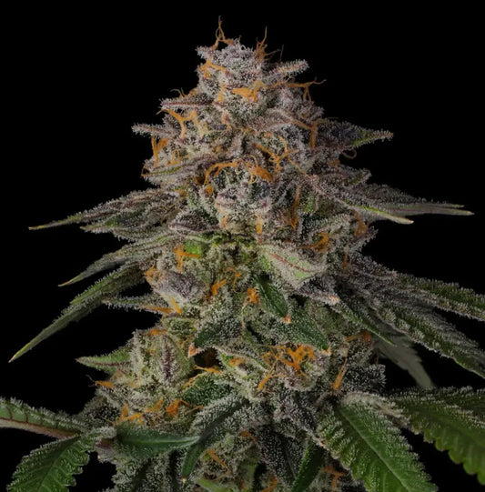 Funnel Cake Blüten in hellgrün mit vielen dichten Trichomen 