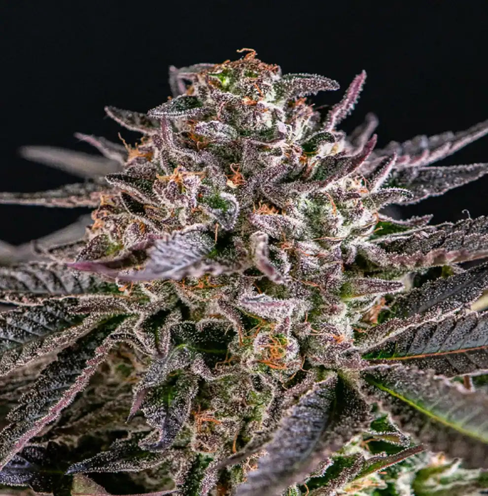 Funnel Cake Blüte – hellgrüne Buds mit lila Akzenten, Trichomschicht, süß-vanilliges Profil