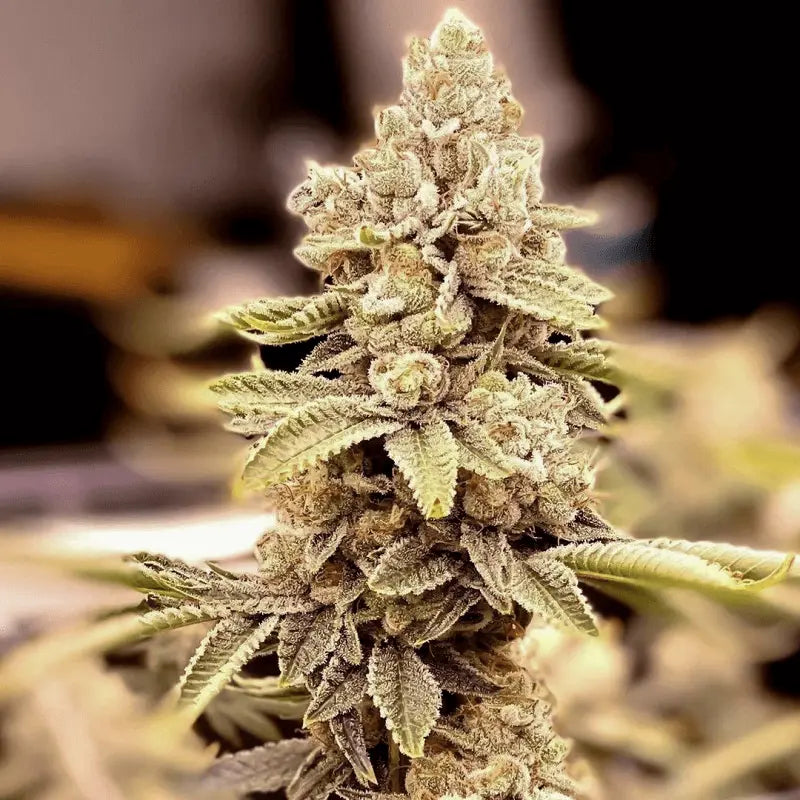 Hifi 4G Cannabisblüte nahaufnahme