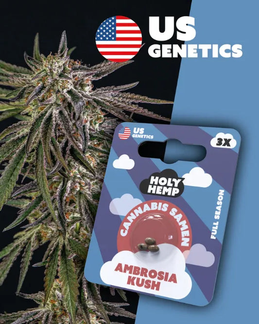 Ambrosia Kush - Cali Seeds Holy Hemp
