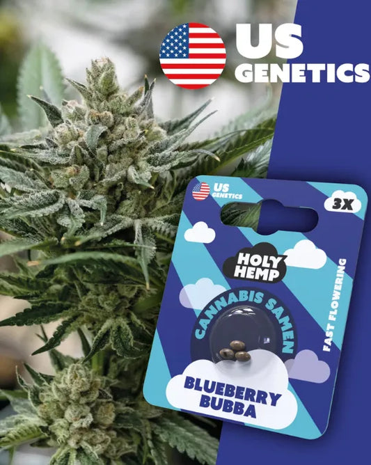 Blueberry Bubba – Fast Flowering Indica-Samen HolyHemp US Genetics