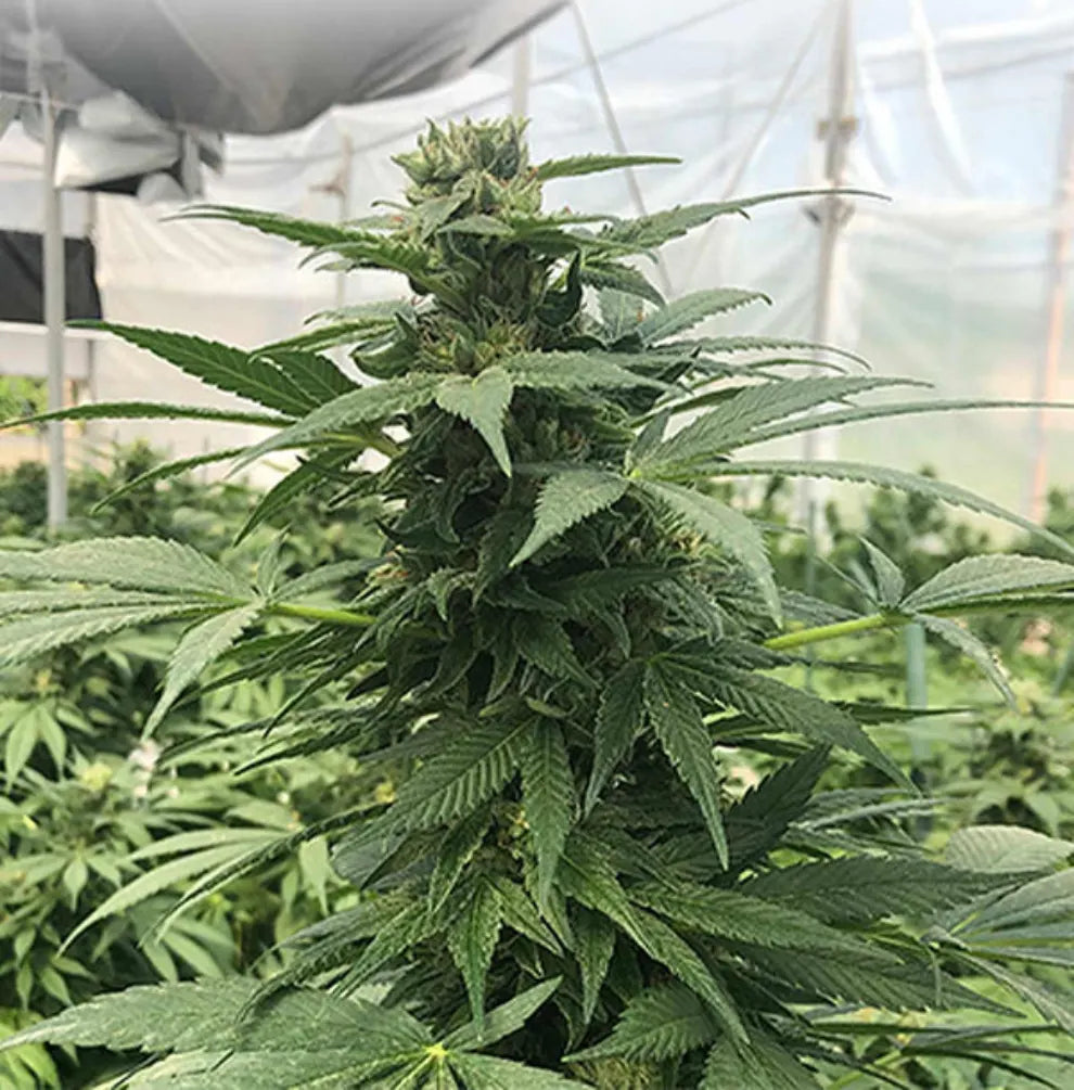 Goliath CBD Pflanze Gewächshaus Blüte Holy Hemp KANNOBA kaufen