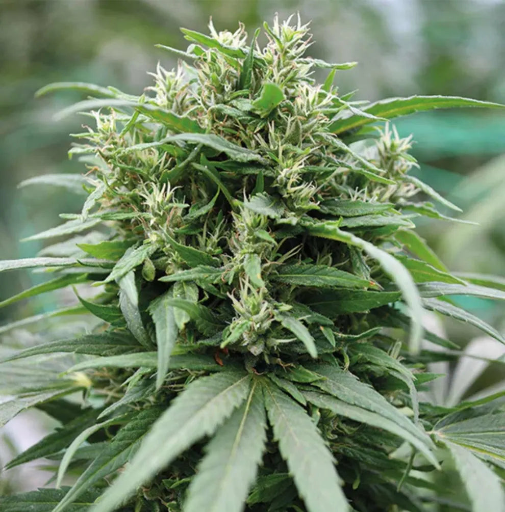Hercules CBD Pflanze Outdoor Blüte Holy Hemp KANNOBA kaufen
