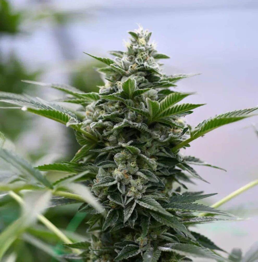 Peach Goliath CBD Blüten Pfirsich-Aroma hohe Harzproduktion