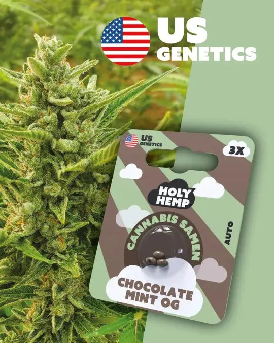 Chocolate Mint OG – Photoperiodische Cannabissamen Auto von Holy Hemp