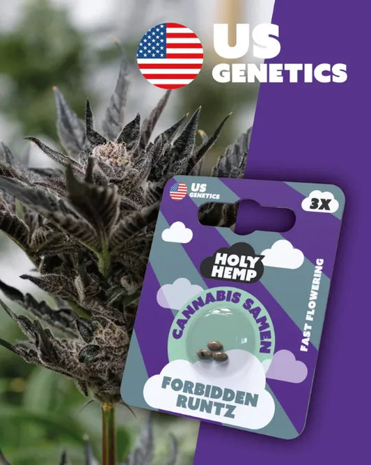 Holy Hemp Cannabis Samen Forbidden Runtz Fast Flower