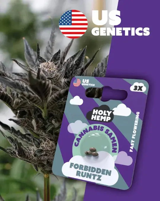 Holy Hemp Cannabis Samen Forbidden Runtz Fast Flower
