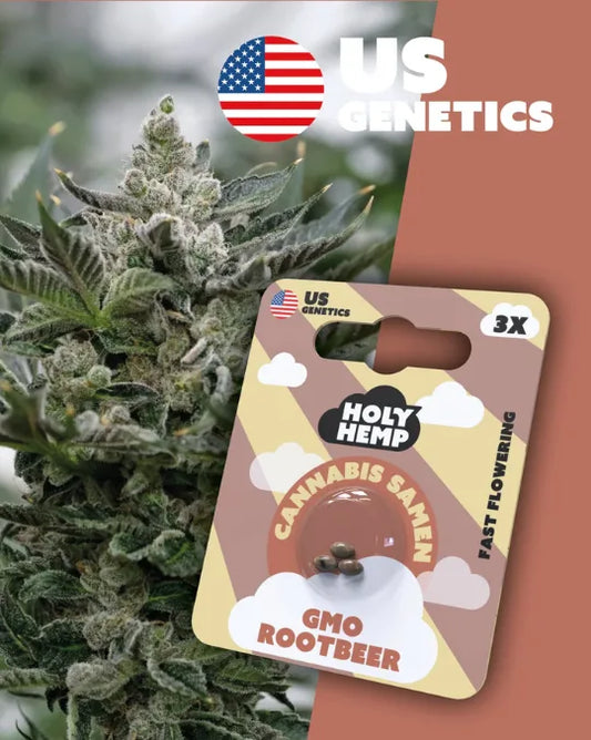 GMO Rootbeer – Fast Flowering Cannabis-Samen mit 25 % THC und würzig-süßem Aroma von Holy Hemp