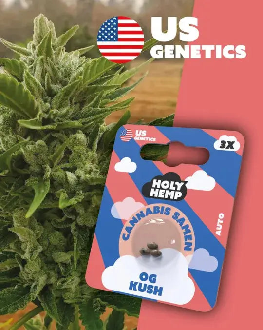 OG Kush Cannabis Samen (Cali Seeds) | Autoflower 20 - 25% THC