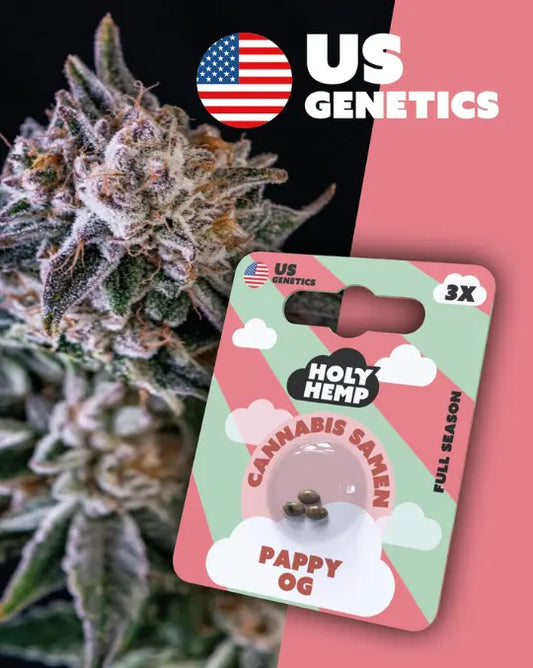 Pappy OG – US Genetics Premium-Samen mit 15–20 % THC Holy Hemp