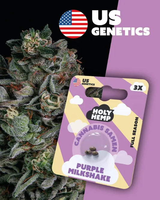 Purple Milkshake – Full Season Cannabis-Samen mit 15–20 %