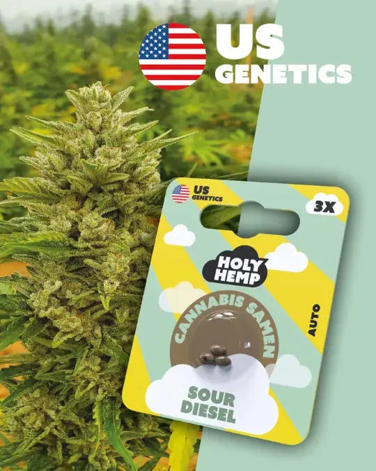 Sour Diesel Auto Cannabissamen mit 25 % THC