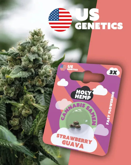 Strawberry Guava – Fast-Flowering Samen Holy Hemp