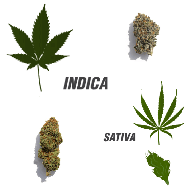 Unterschied Bild Indica vs Sativa