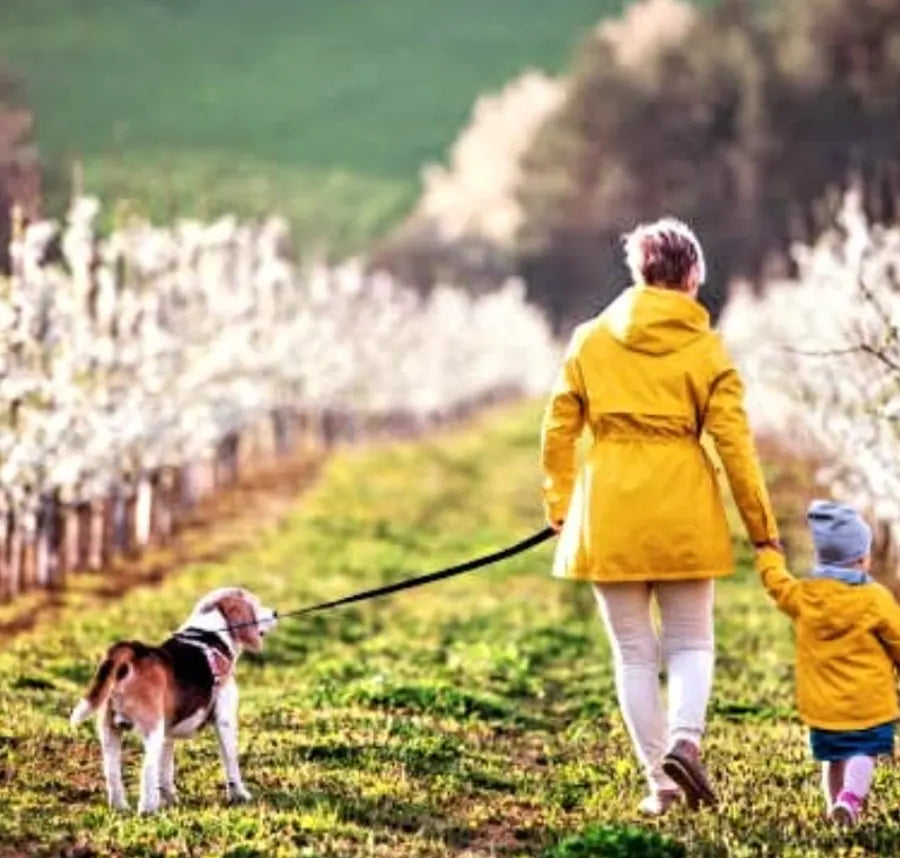 CBD für Tiere Instagram Post