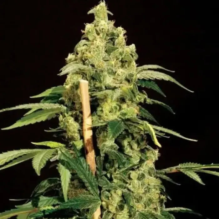 Joris Pound Cake Blüte mit dichten Trichomen und Stützstab, feminisierte Samen von The Bulldog Seeds
