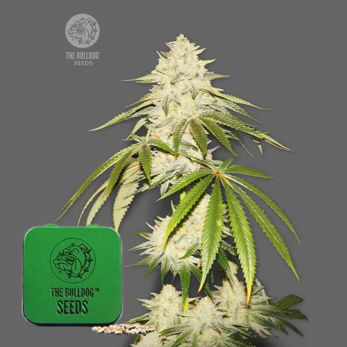 Joris Pound Cake feminisierte Samen in grüner Dose von The Bulldog Seeds mit harziger Pflanze