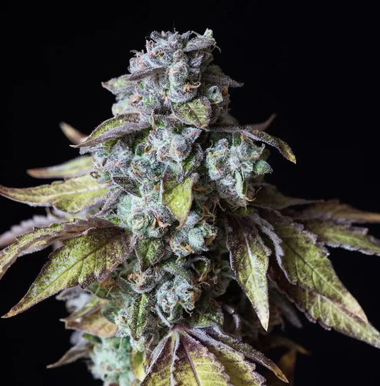 Mango Smile Auto – stark beharzte Blüte mit weißen Trichomen, langen orange Pistillen und grün-lila Knospen von Holy Hemp