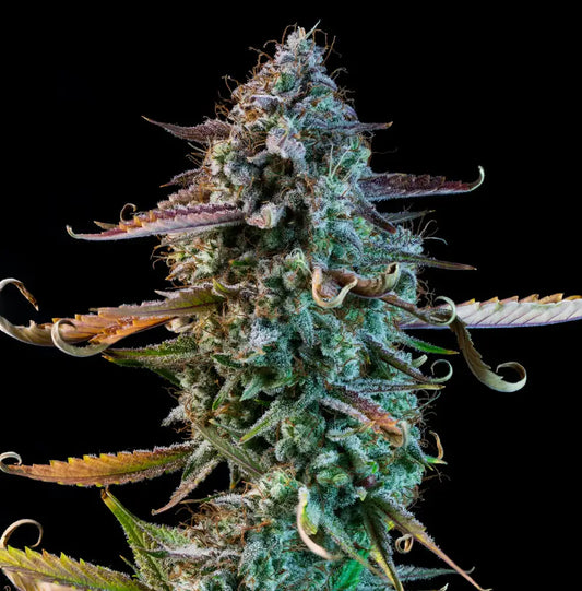 Mango Smile Strain Kompakte Pflanze (80-120cm) mit schmalen