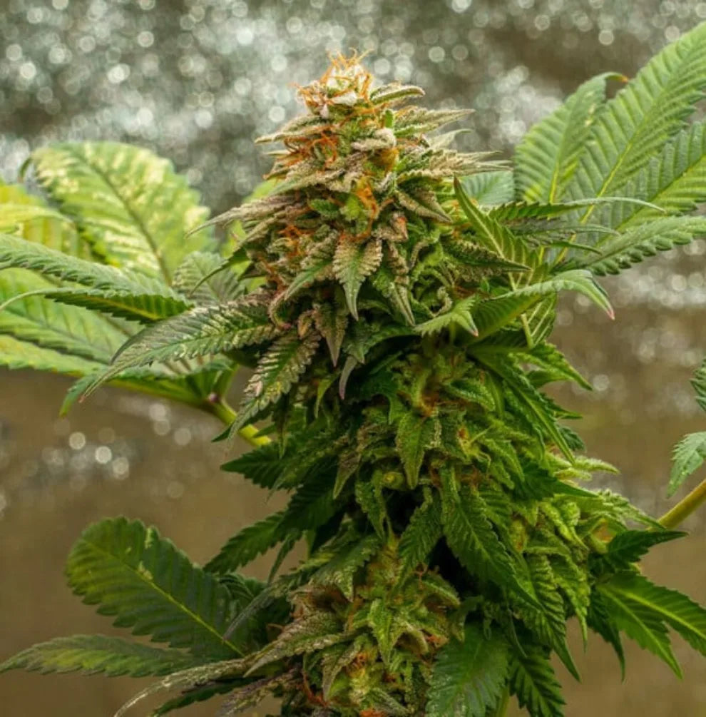 OG Kush Auto – dichte, harzreiche Blüte mit grünen Blättern und orange Pistillen im Outdoor-Anbau