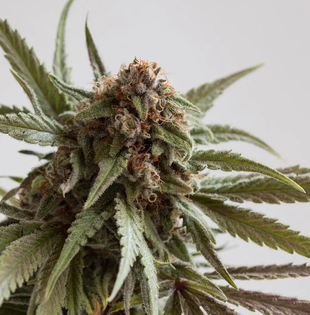 Orange Glaze Full Season – dichte Blüte mit grün-lila Blättern, weißen Trichomen und rötlichen Pistillen
