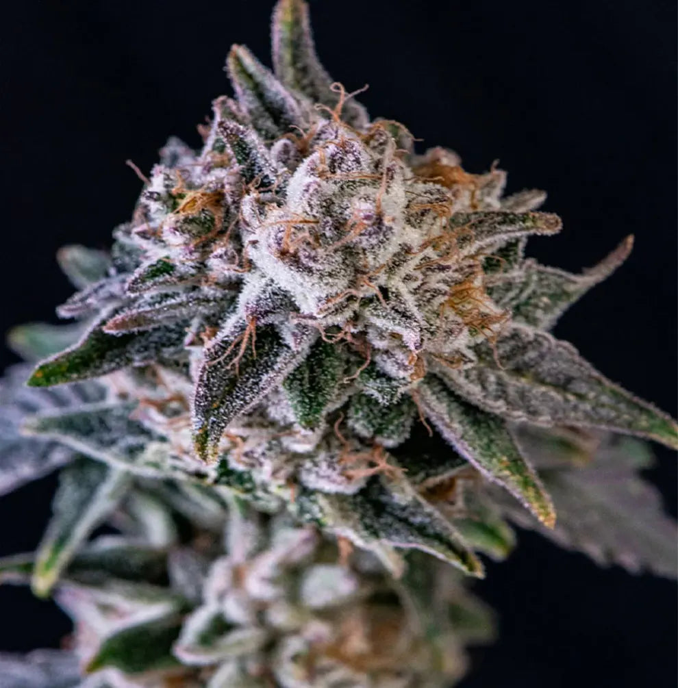 Pappy OG Cannabis Bluete - strahlend weisse Trichomschicht mit grünen Farbakzenten