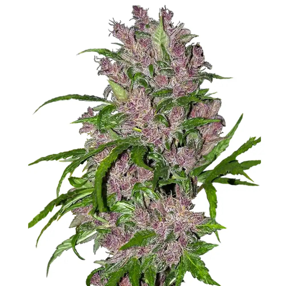 Purple Bud Automatic Cannabis Blüte - spektakuläre violette und burgunderfarbene Buds mit dichter Harzschicht, White Label Seed Company