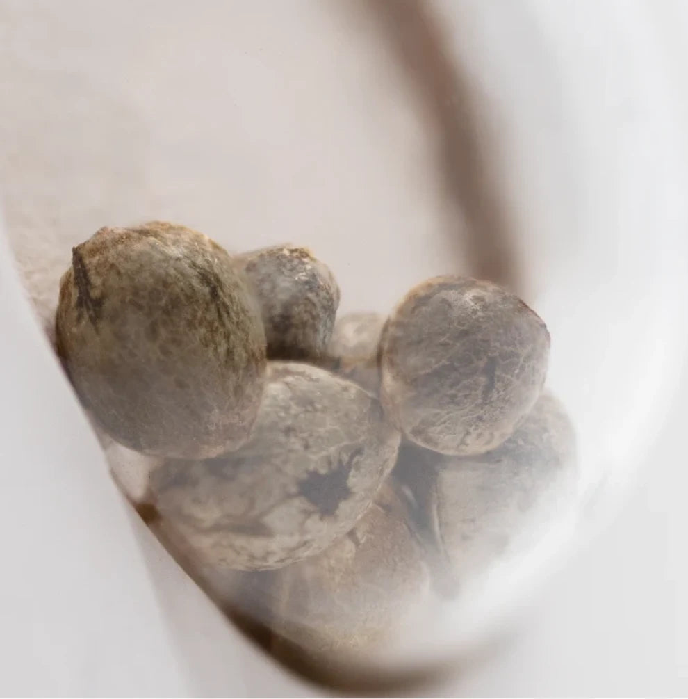 Purple Bud Automatic Samen Nahaufnahme - mehrere Cannabis-Samen in Sichtfenster der White Label Verpackung