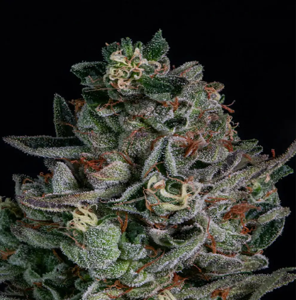 Purple Milkshake Buds Nahaufnahme – satte Farbe, harzige Oberfläche, dunkelgrüne Blätter