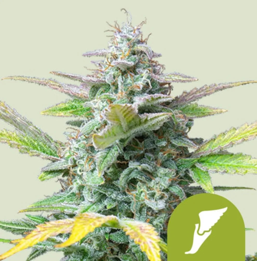 Quick One Automatic Cannabis Blüte - dichte harzige Buds mit Trichom-Schicht und lila Akzenten, Royal Queen Seeds