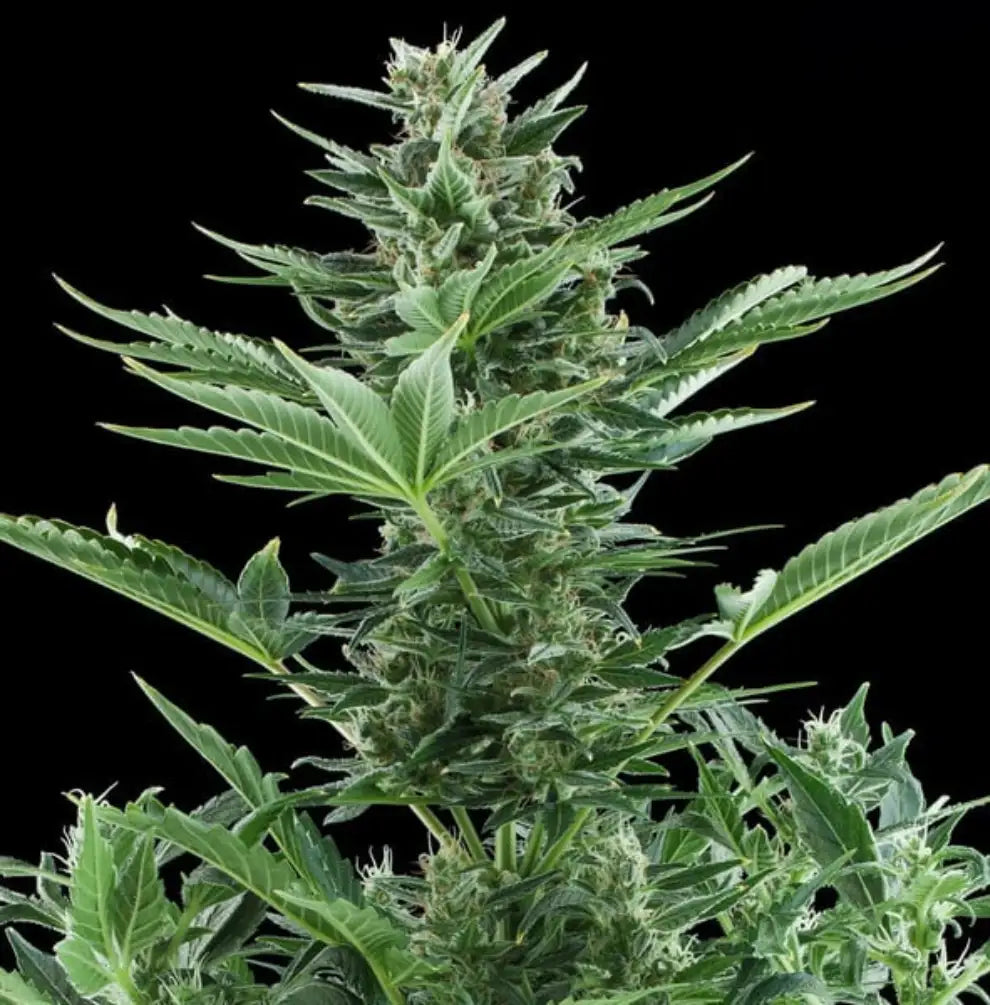 Quick One Automatic Pflanze - kompakte Autoflower-Statur mit langem zentralen Blütenstand, dunkelgrüne Blätter