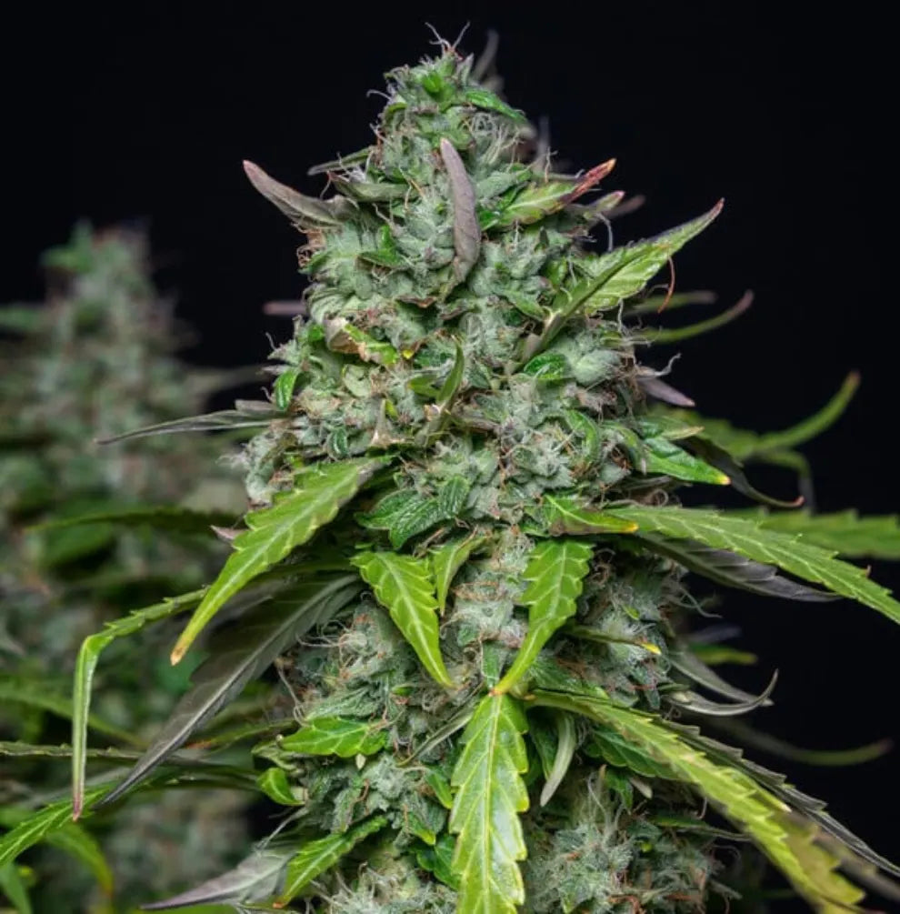 Royal Gorilla Automatic Blütenstand Nahaufnahme - lange Cola mit dichter Harzbedeckung vor schwarzem Hintergrund