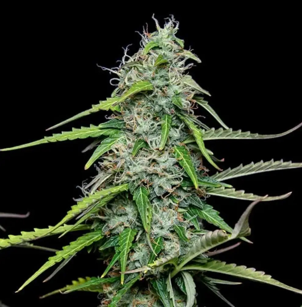 Royal Gorilla Automatic Detail - klebrige Buds mit sichtbaren Trichomen und orangefarbenen Stempeln