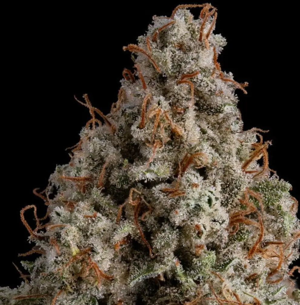 White Widow feminisiert Blüte Nahaufnahme Royal  Queen Seeds