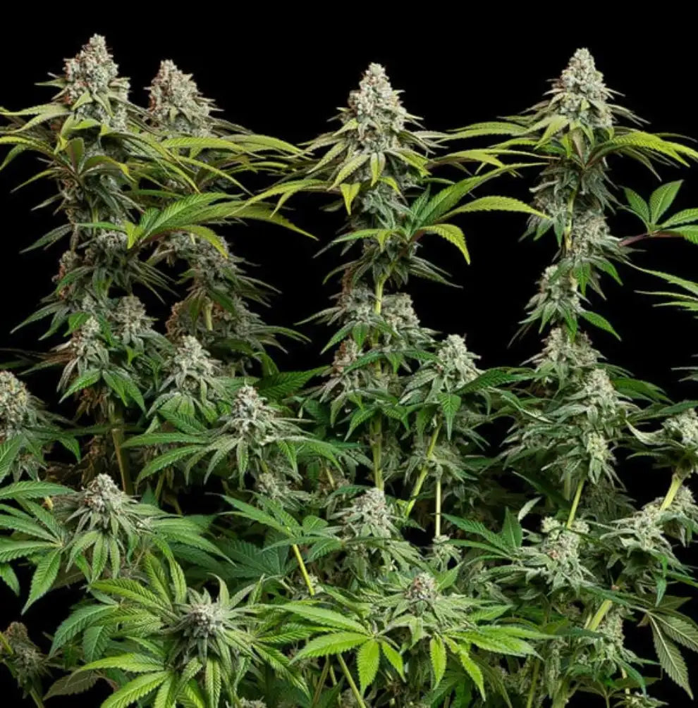 White Widow von Royal Queen Seeds Blüten kurz vor Ernte