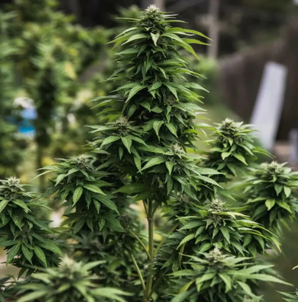 White Widow Cannabis Blüte Detailaufnahme