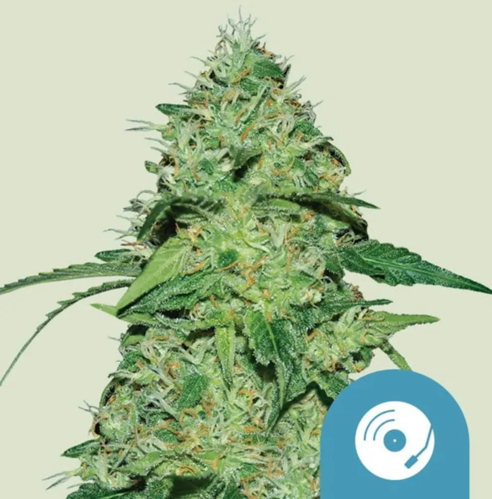 Joanne's CBD Pflanze Blüte Royal Queen Seeds KANNOBA kaufen