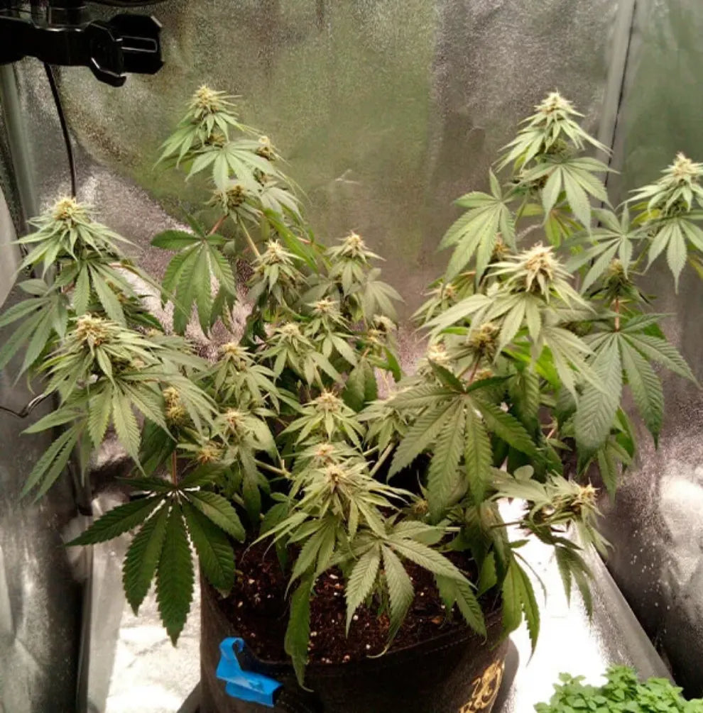 Joanne's CBD Indoor Grow Gewächszelt Blüte photoperiodisch