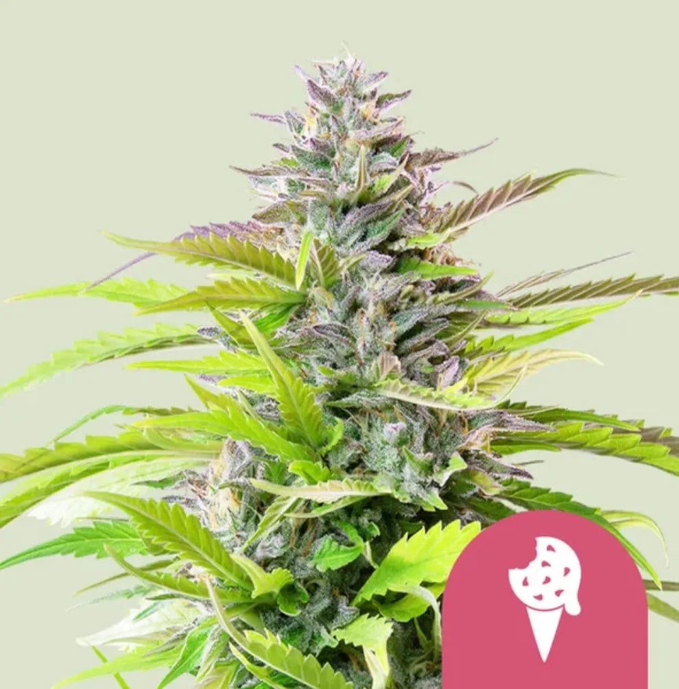 Cookies Gelato Pflanze Blüte lila violett Royal Queen Seeds KANNOBA kaufen