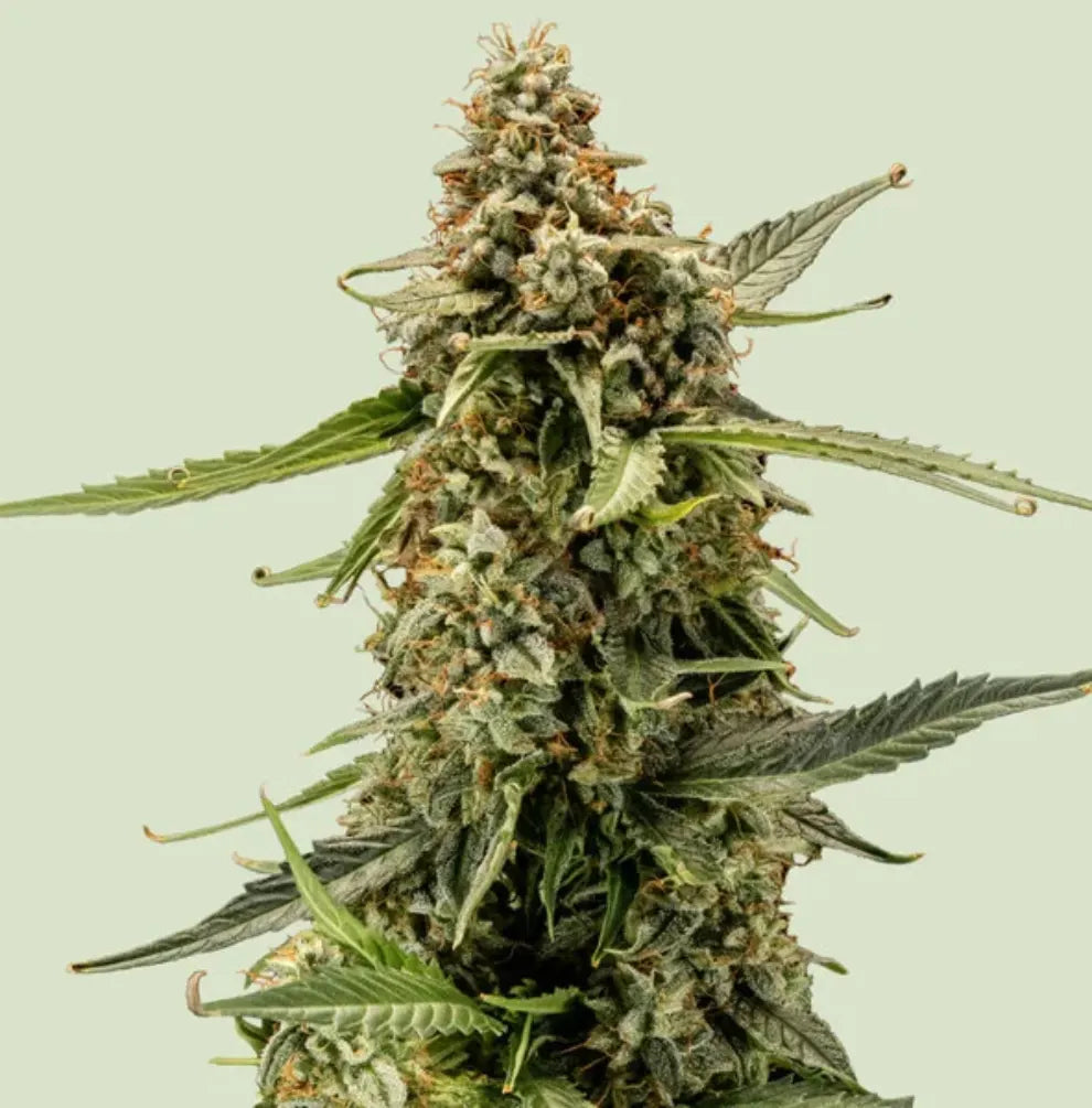 Titan F1 Pflanze Blüte Royal Queen Seeds F1 Hybrid Autoflower kaufen