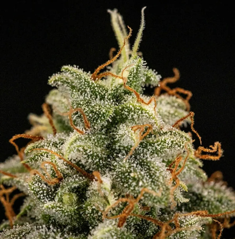 Titan F1 Blüte Nahaufnahme Trichome weiß orange Stempel RQS