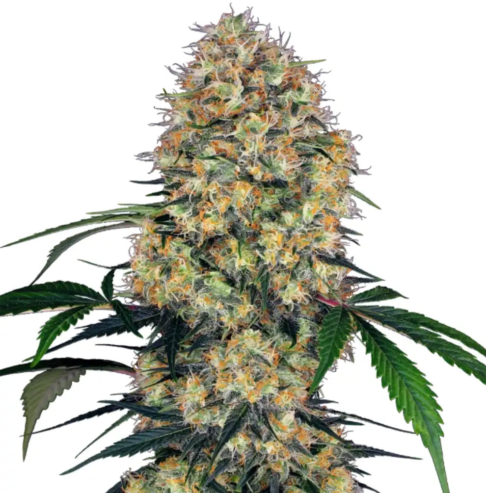 Sensi Amnesia XXL Automatic Blüte – dichte grüne Buds, Trichomschicht, Original Amnesia Sativa