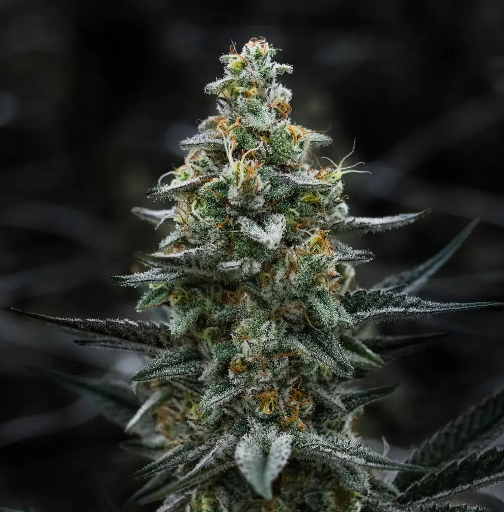 Super Skunk Automatic feminisierte Hanfsamen Detailansicht