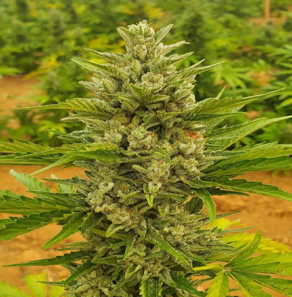 Sour Diesel Auto, hohe, dichte Blüte mit weißen Trichomen und grünen Knospen im Outdoor-Anbau