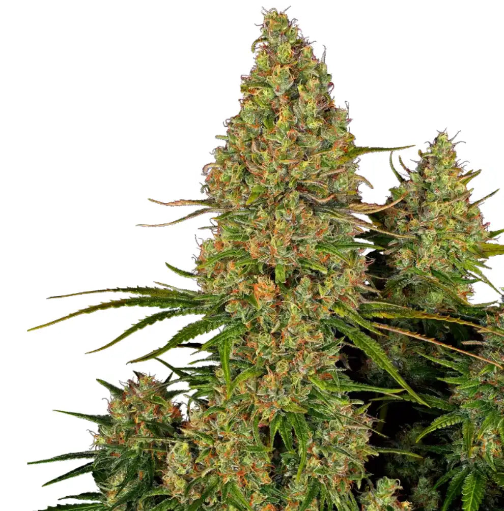 Sticky Orange XXL Auto – üppige, harzreiche Blüte mit leuchtend grünen Knospen und orange Pistillen von Sensi Seeds Research