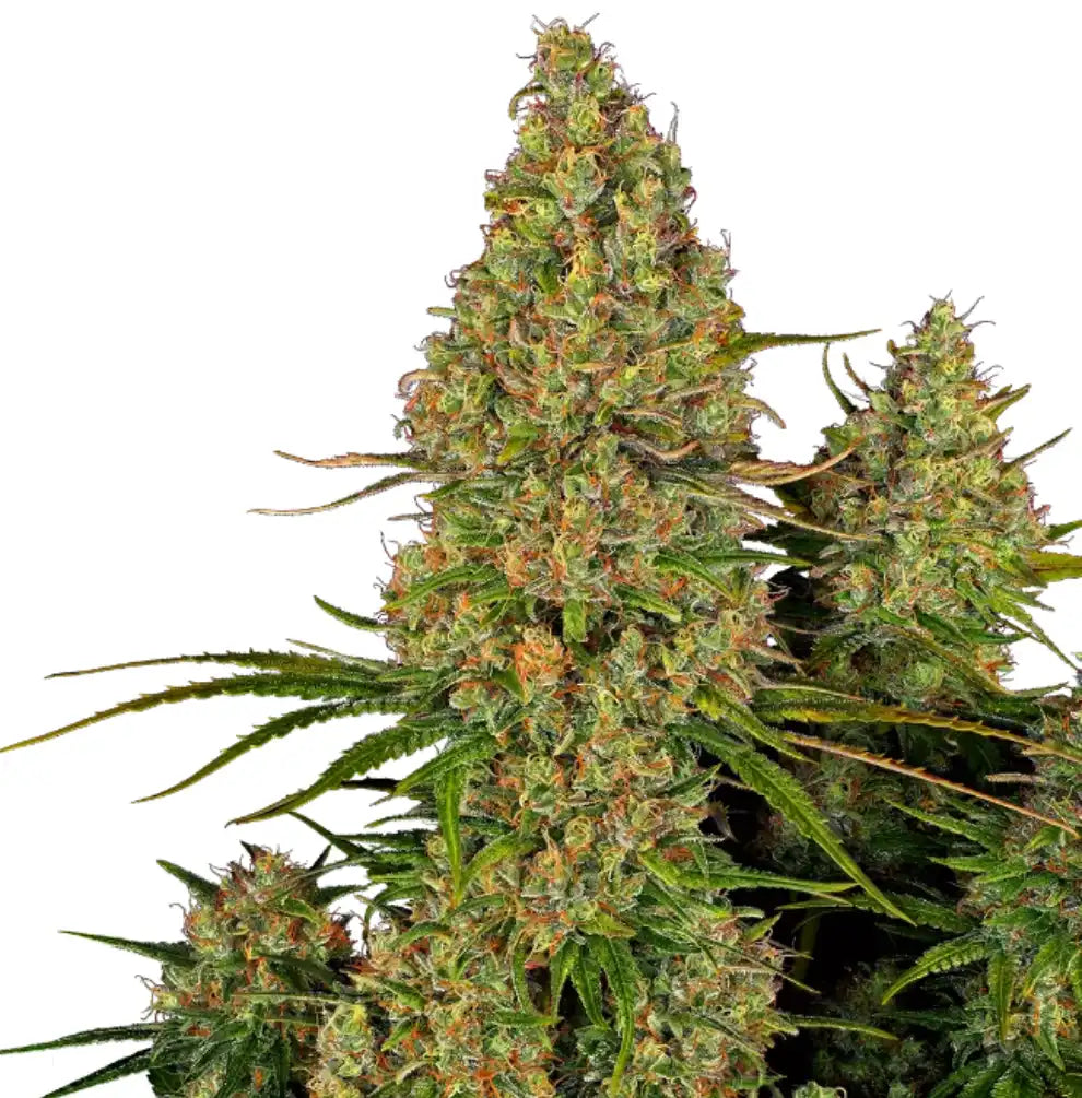 Cannabis Blüte Sticky Orange XXL Automatic