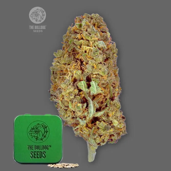 TB Amnesia feminisierte Samen in grüner Dose von The Bulldog Seeds mit dichter Blüte